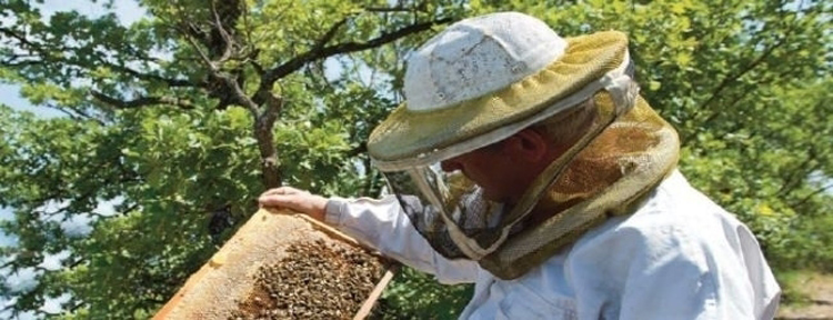 Les qualités pour être apiculteur